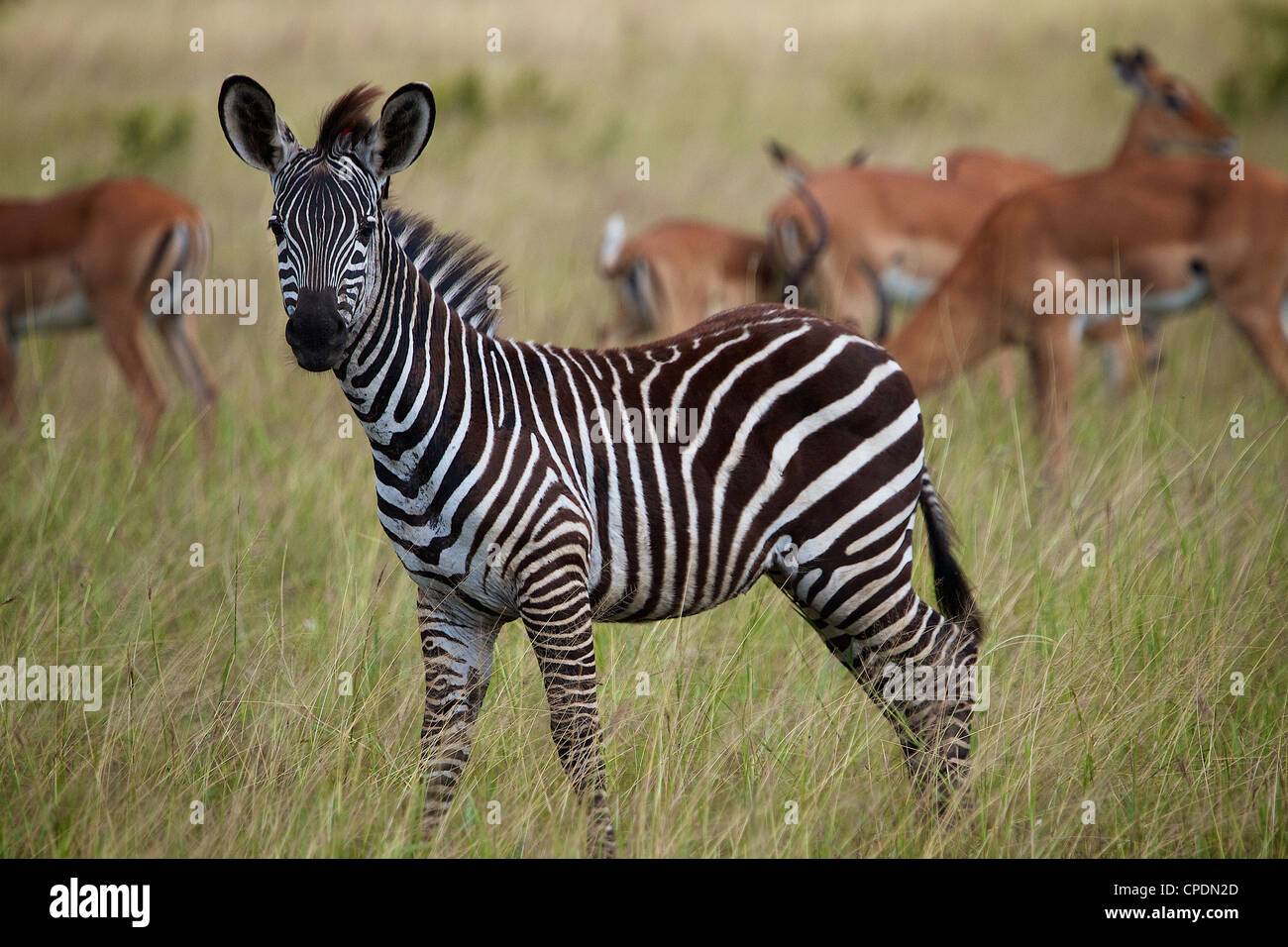 Junge Zebras Equus Quagga Mikumi Nationalpark. Tansania Afrika. Stockfoto