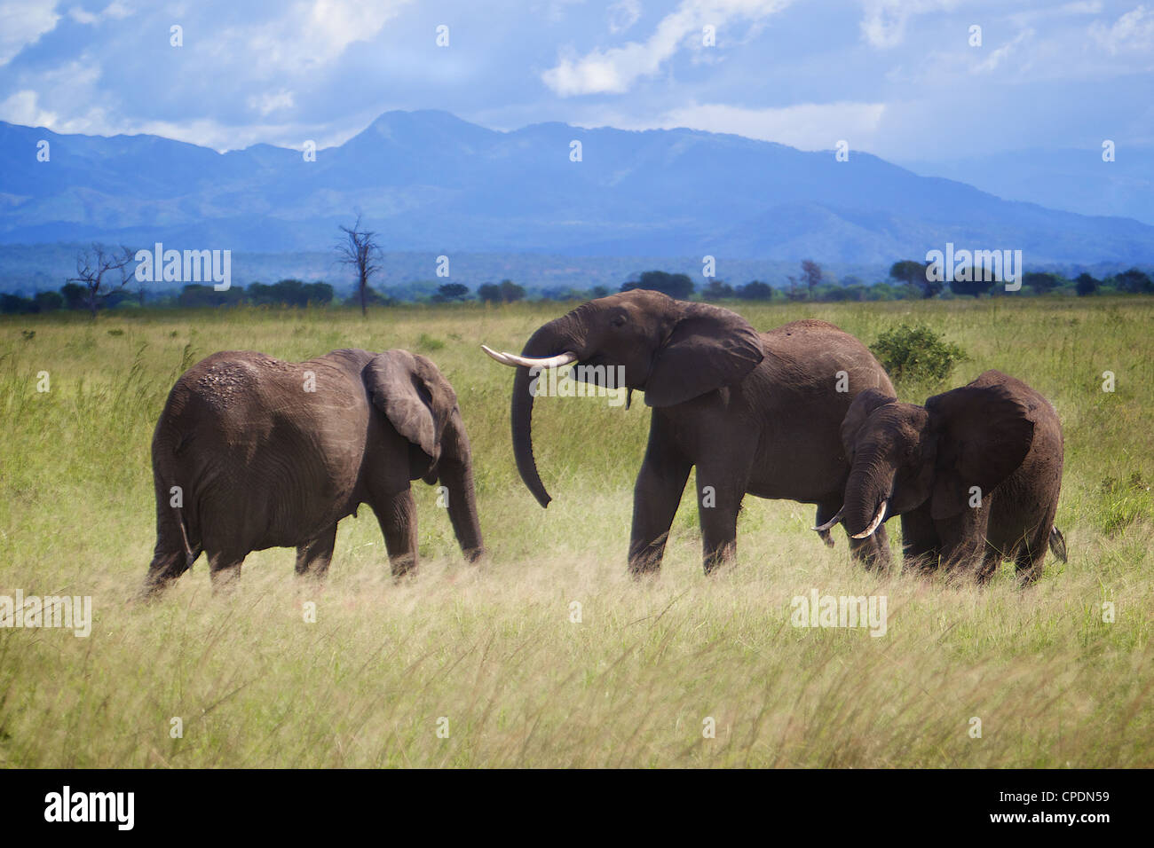 Afrikanischer Elefant Loxodonta Africana Familie Gruß einander. Mikumi Nationalpark. Tansania Afrika. Stockfoto