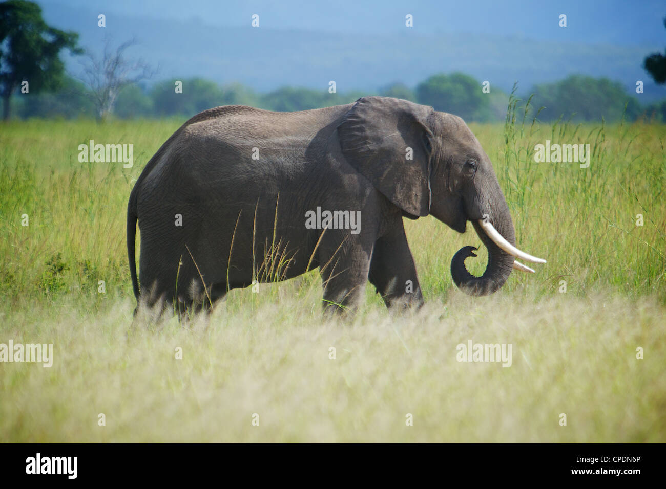 Afrikanischer Elefant Loxodonta Africana Mikumi Nationalpark. Tansania Afrika. Stockfoto
