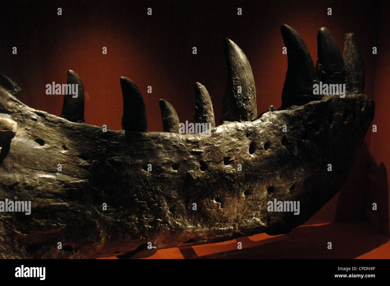 Kiefer der erste Tyrannosaurus Rex. Obere Kreide. Taxon. Stockfoto