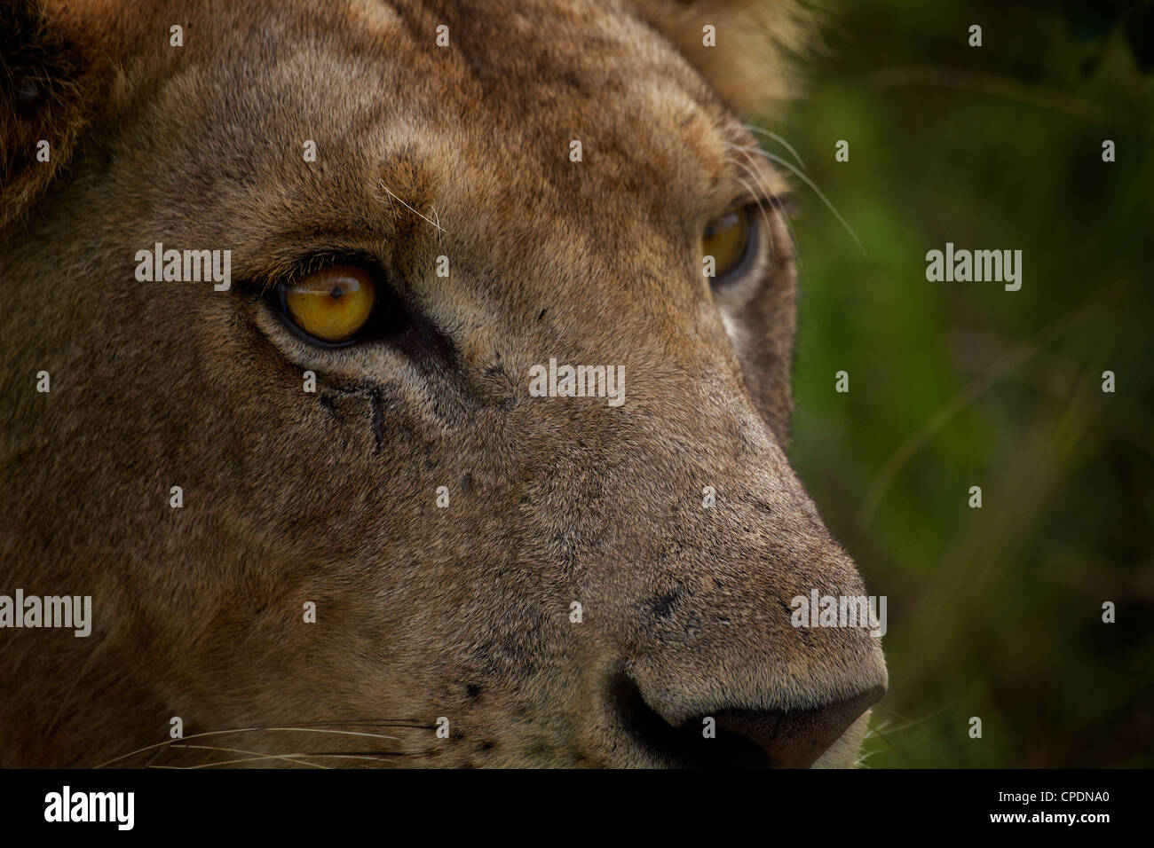 Afrikanische Löwe Panthera Leo im Mikumi Game Reserve. Südlichen Tansania. Afrika Stockfoto