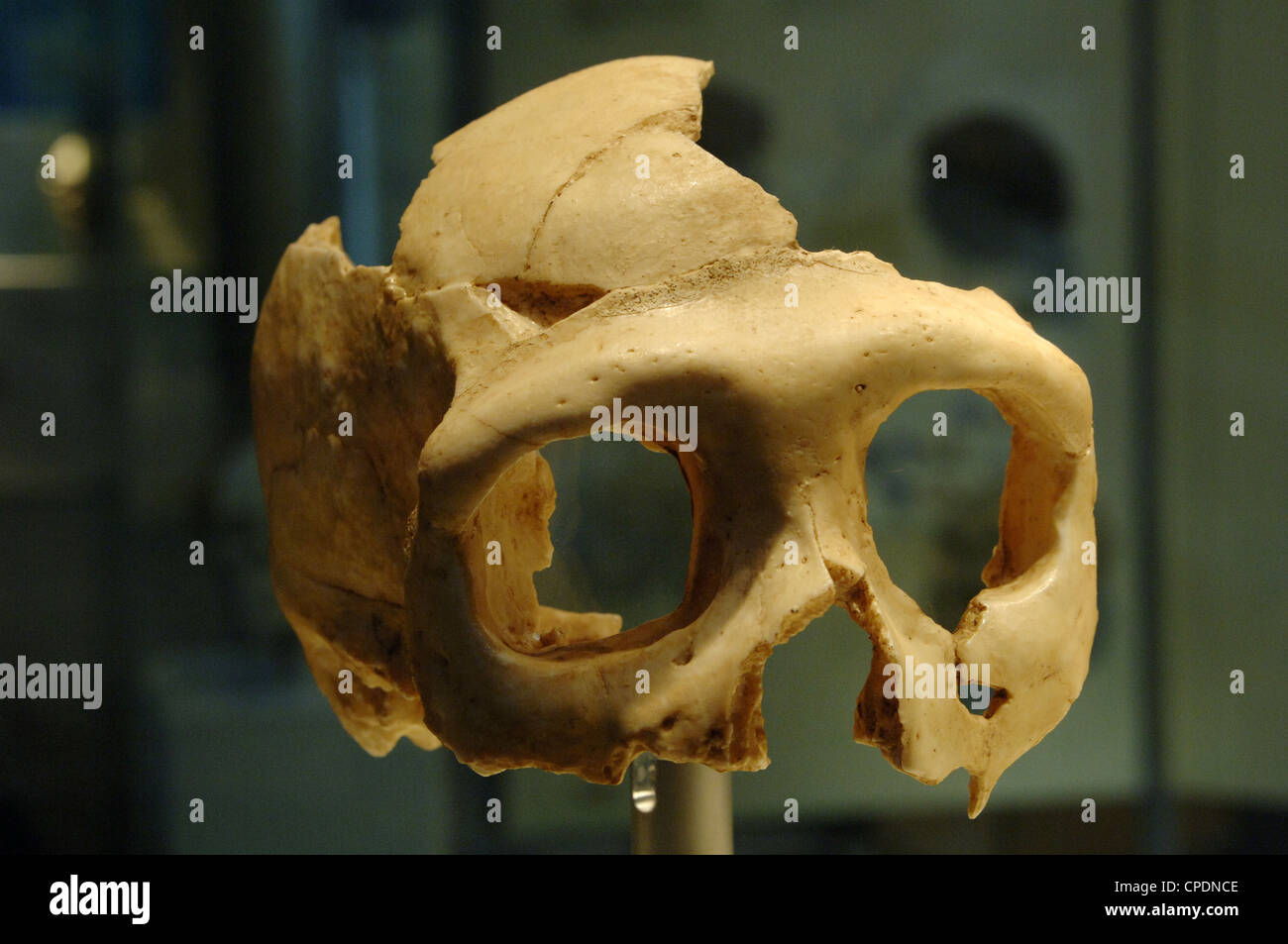 Schädel eines Neandertalers (Homo Neanderthalensis). Krapina. Kroatien. Natural History Museum. London. Vereinigtes Königreich. Stockfoto