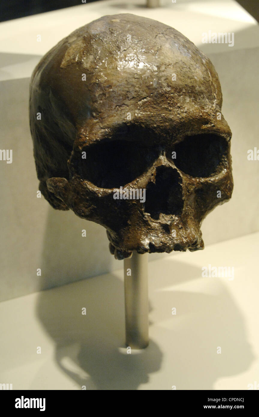 Schädel von Homo Sapiens. Natural History Museum. London. Vereinigtes Königreich. Stockfoto