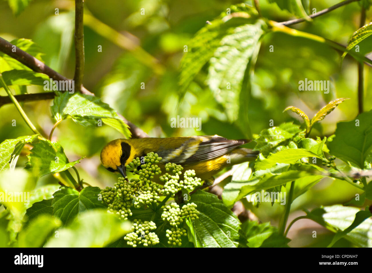 Lawrences Warbler (Vermivora Pinus X Chrysoptera) Stockfoto