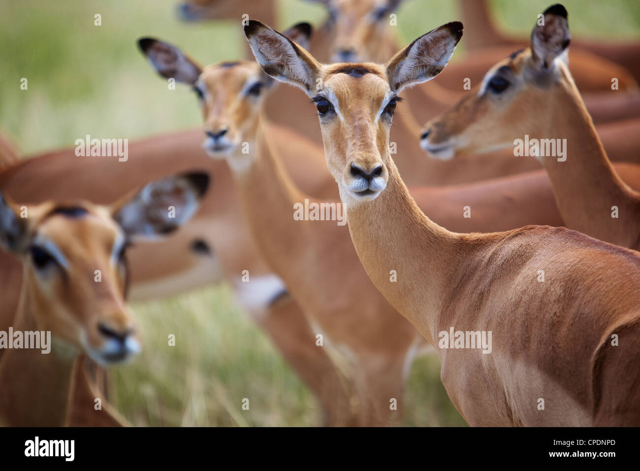 Impala Aepyceros Melampus Mikumi Spiel behalten. Südlichen Tansania. Afrika Stockfoto