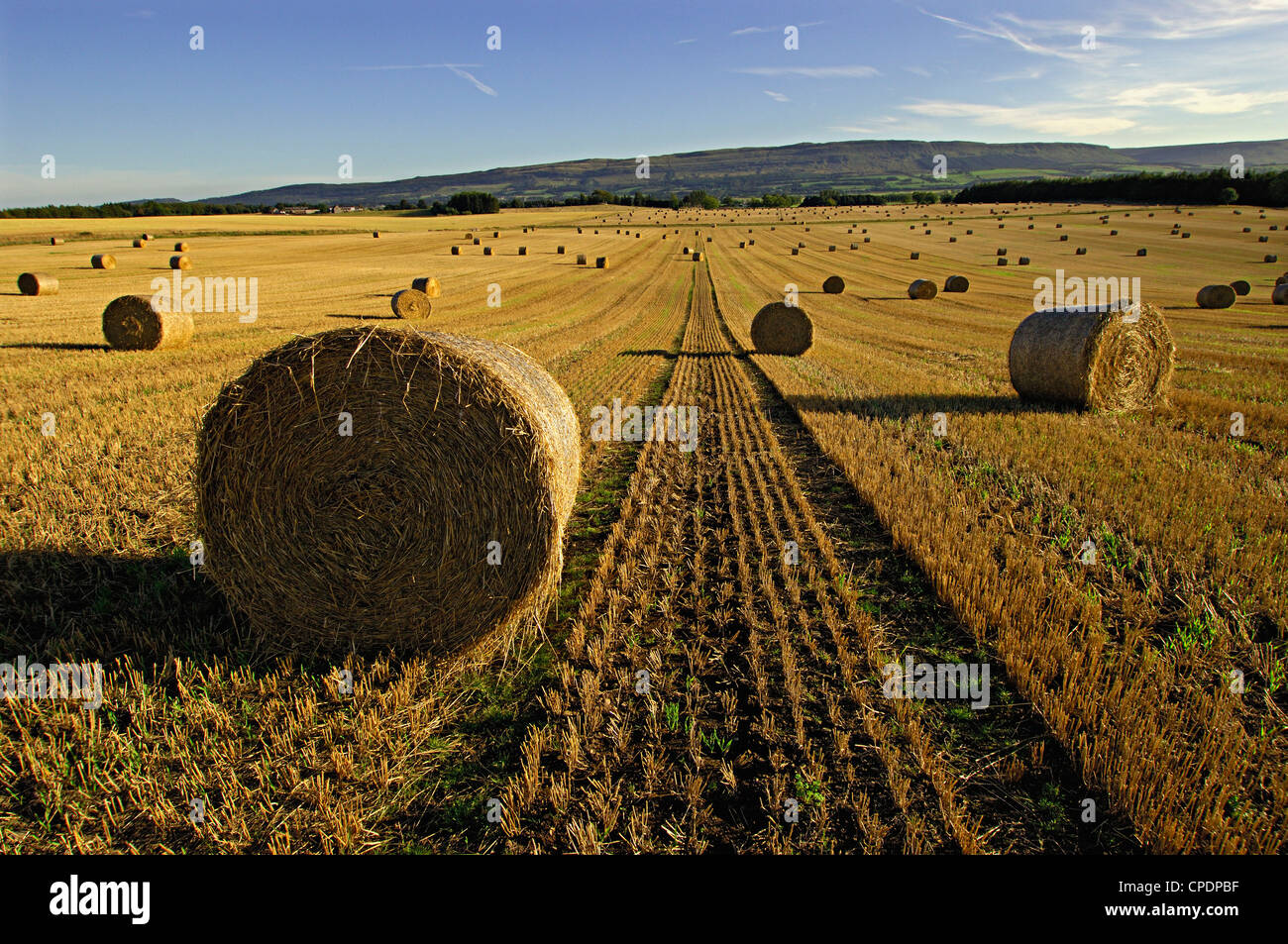 Weiten Blick über Stroh-Ballen und Traktorweg in einem Feld der geerntete Gerste, in der Nähe von Stirling, Schottland Stockfoto