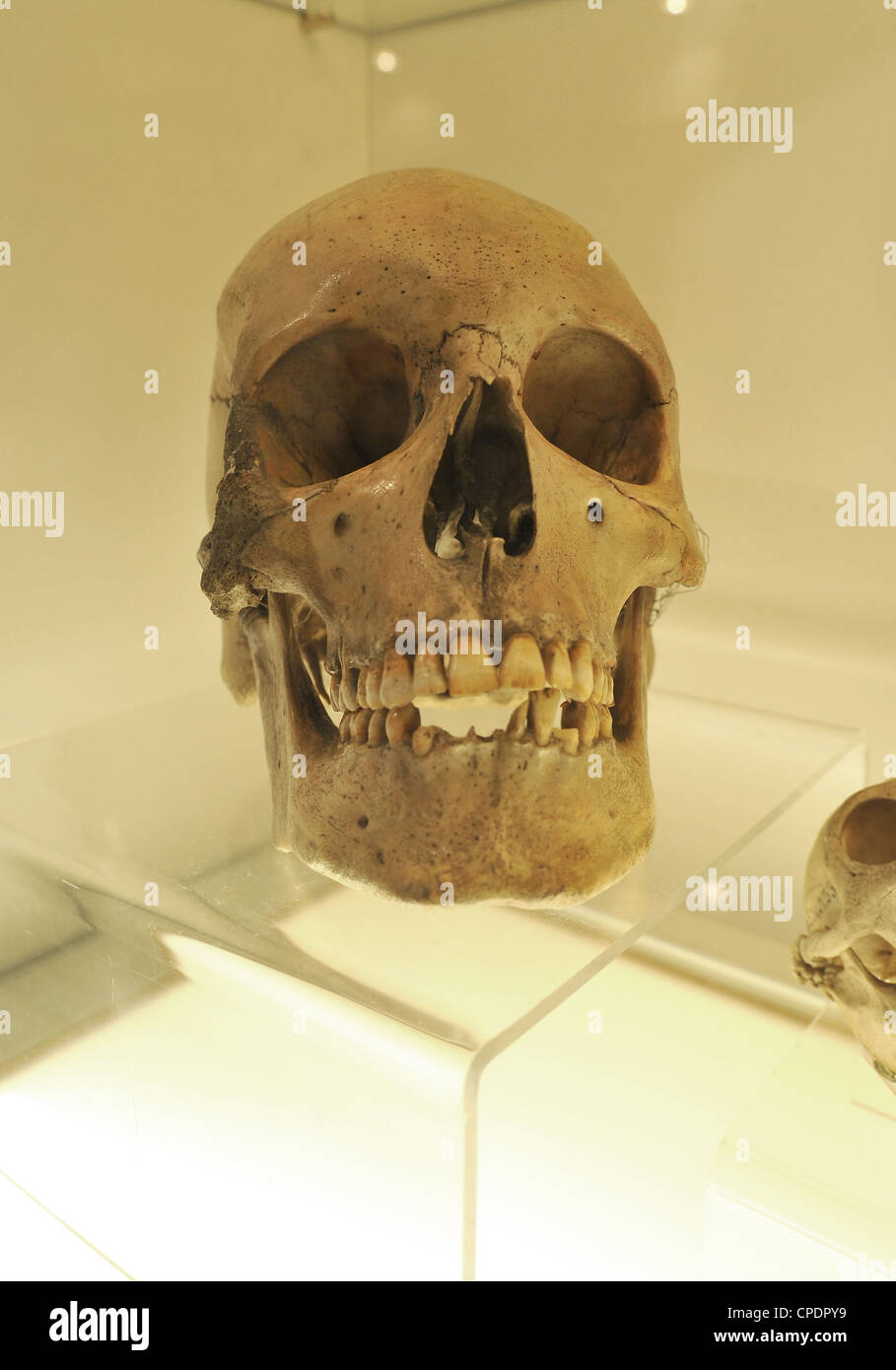 Menschlicher Schädel auf Sockel in einem museum Stockfoto