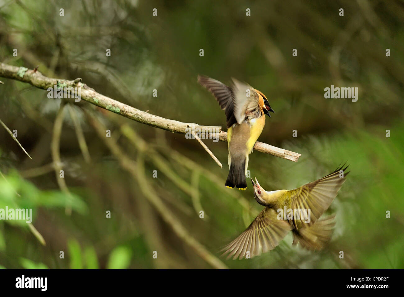 Cedar Waxwing Bombycilla cedrorum Erwachsener in der Nähe von Nest durch rote belästigt-eyed vireo vireo. Vireo olivaceus Wanup, Ontario, Kanada Stockfoto