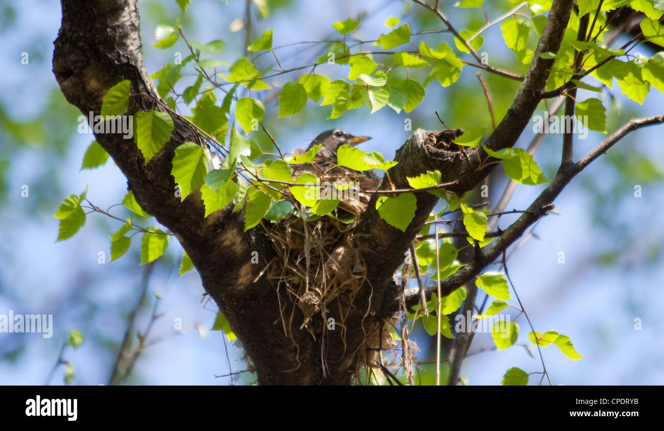 Robin Vogel sitzt auf Nest Stockfoto