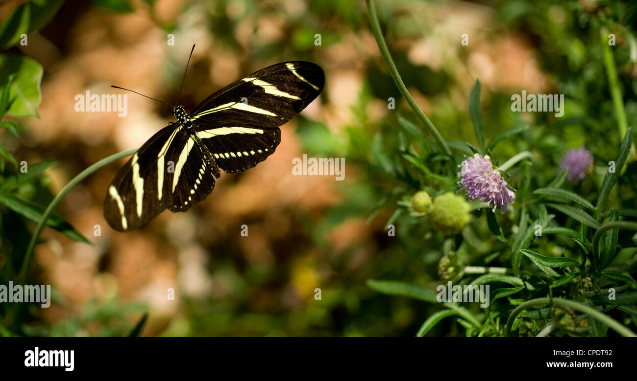 Ein Zebra Longwing Schmetterling landet für einen snack Stockfoto