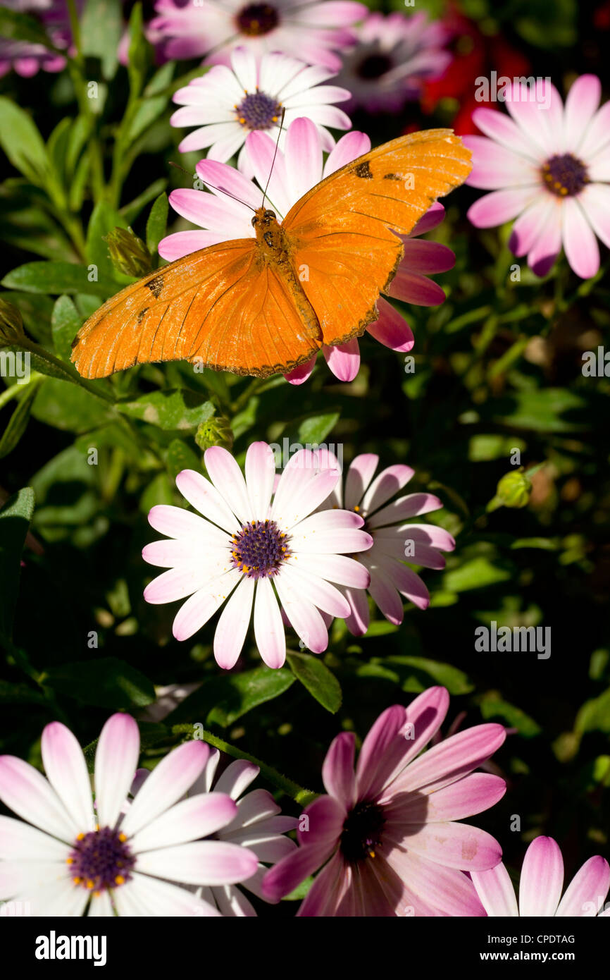 Ein Schmetterling landet einige Bestäubung Stockfoto
