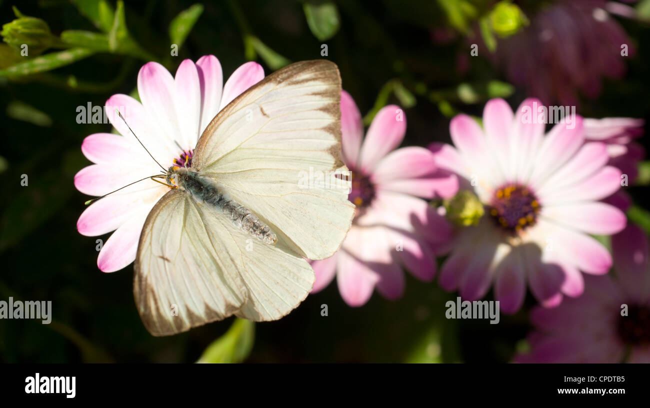 Ein gemeinsamer aussehender Schmetterling landet auf einer Blume Stockfoto