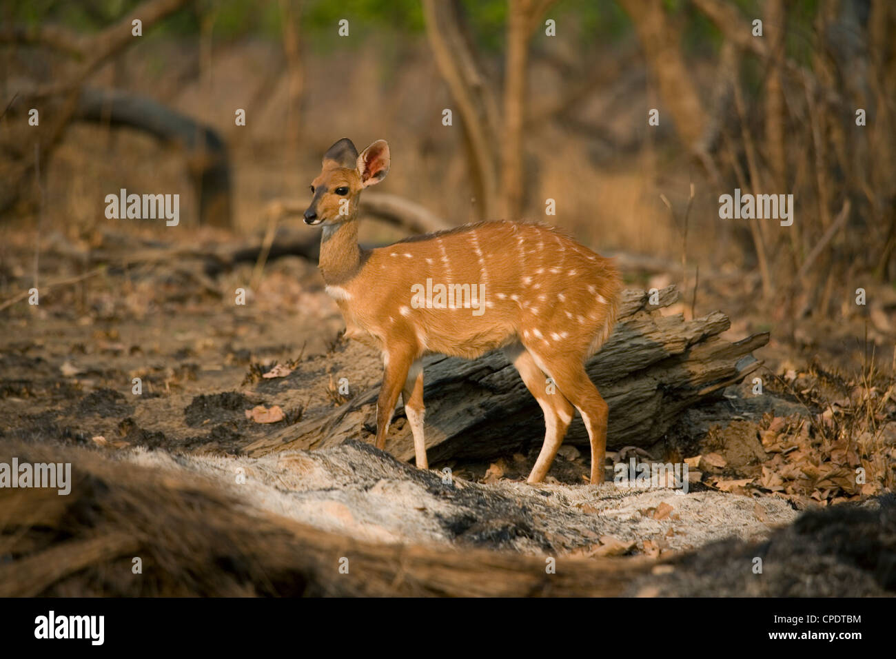 Busch-Bock in Kafue Nationalpark, Sambia, Afrika Stockfoto