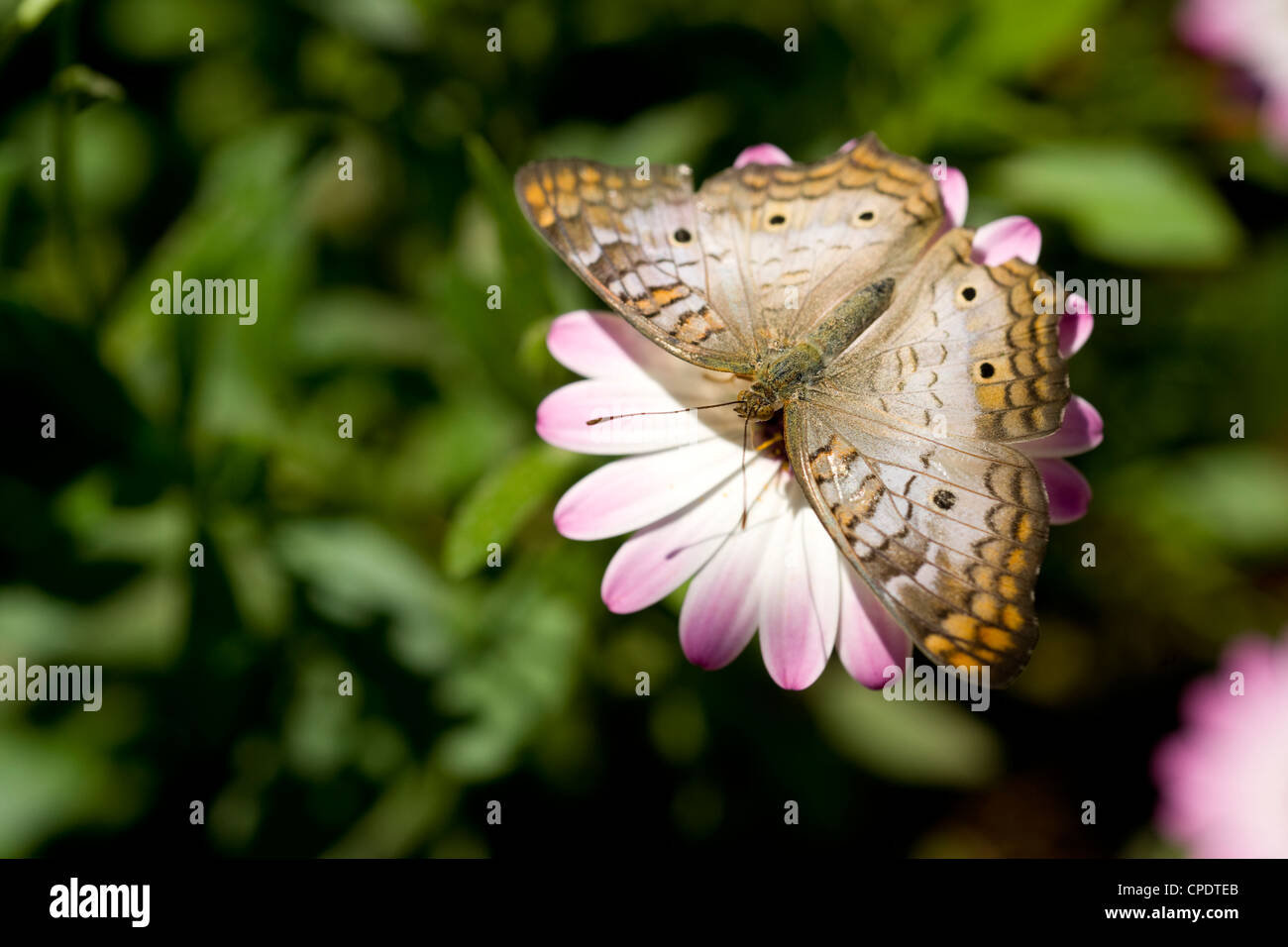 Ein Weißer Pfau Schmetterling landet isoliert gegen grün Stockfoto