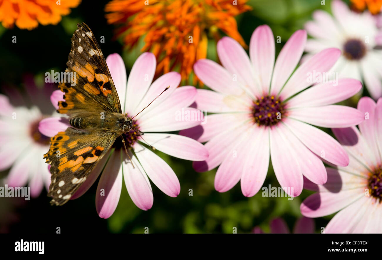 Ein Distelfalter Schmetterling <Vanessa cardui="">landet auf einem Garten Blume</Vanessa> Stockfoto