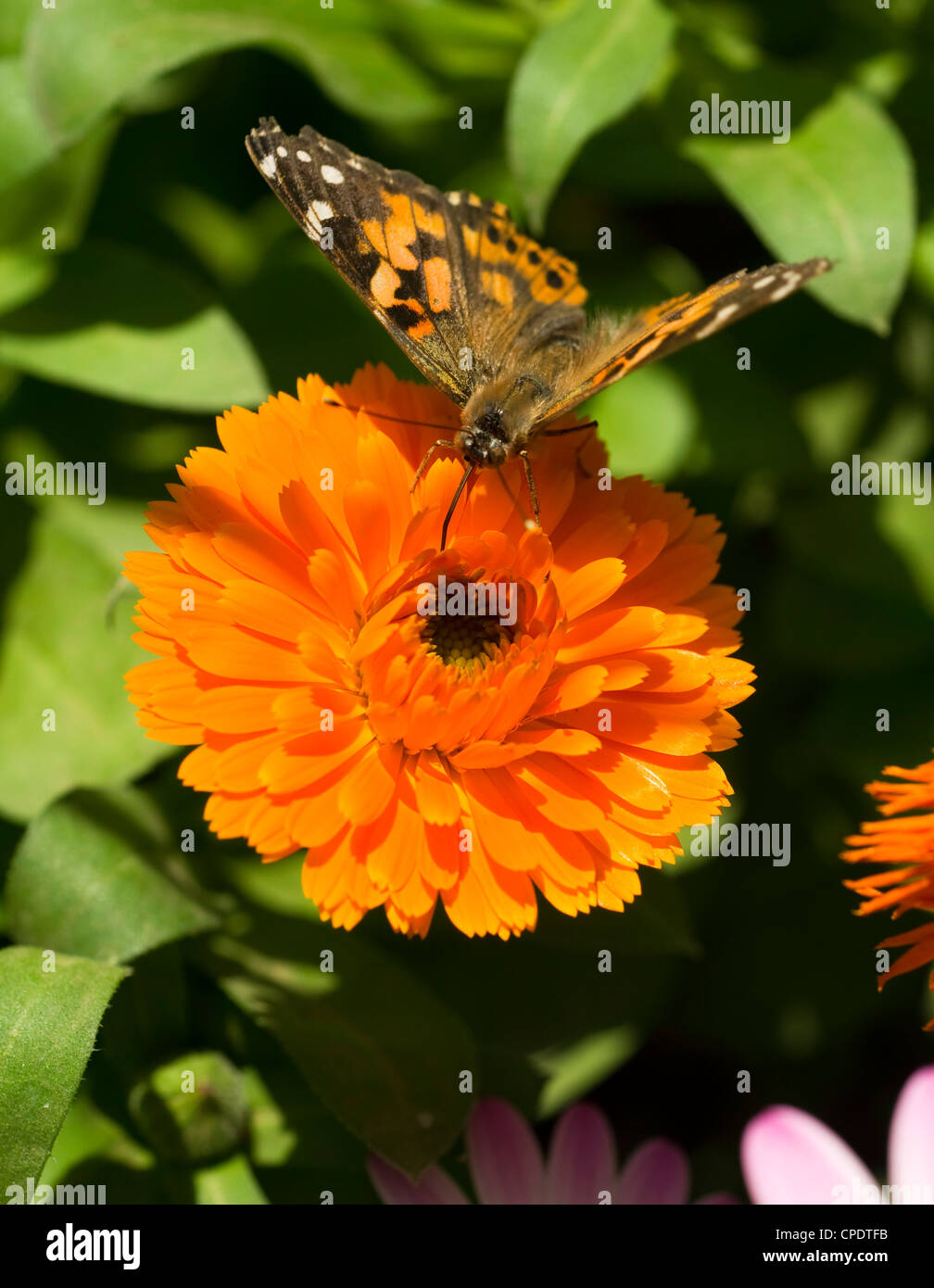 Distelfalter Schmetterling ernährt sich von einem Garten Blume Stockfoto