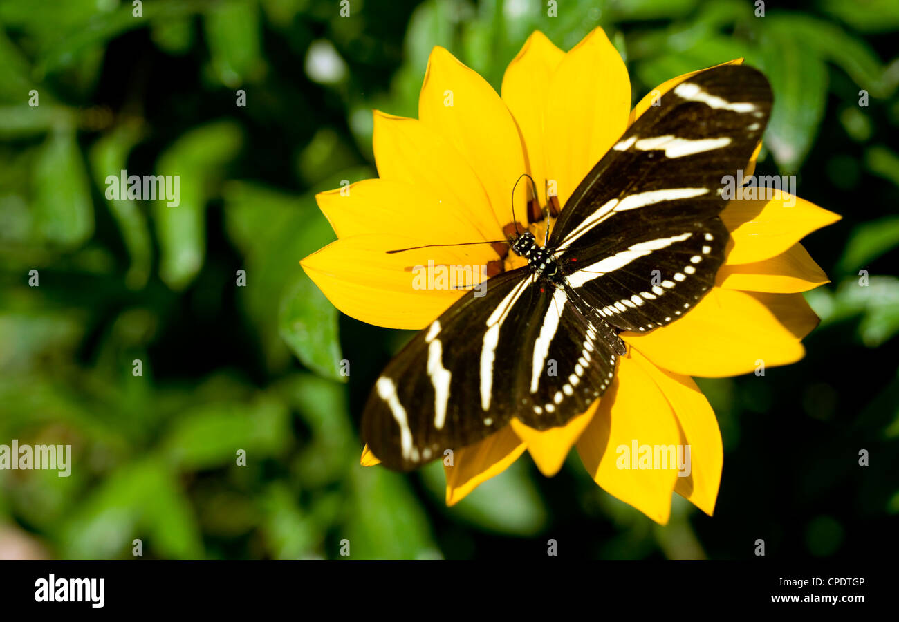 Ein Zebra Longwing Schmetterling landet einige Bestäubung Stockfoto