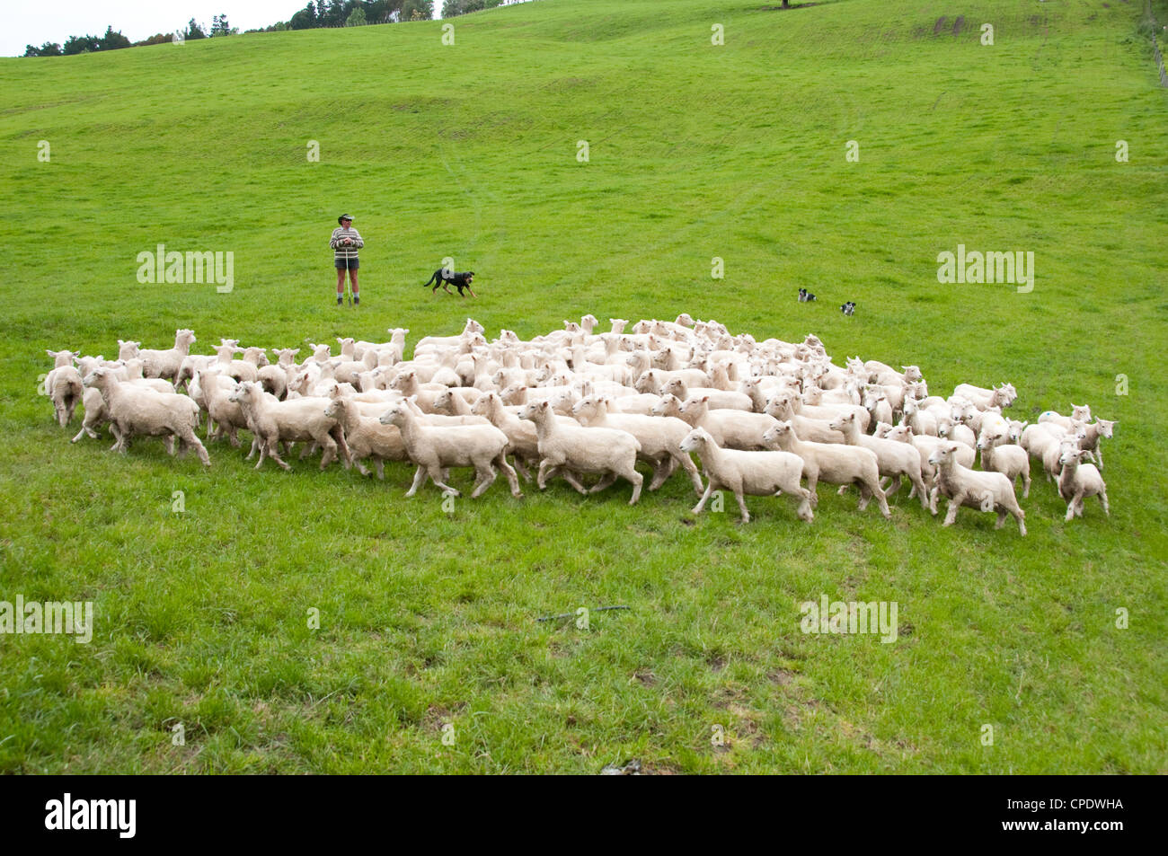 Neuseeland Nordinsel in der Nähe von Wellington, Hirten und Schafe Hunde Herde Schafe in der Nähe von Wolle Schuppen im Wairarapa Stockfoto