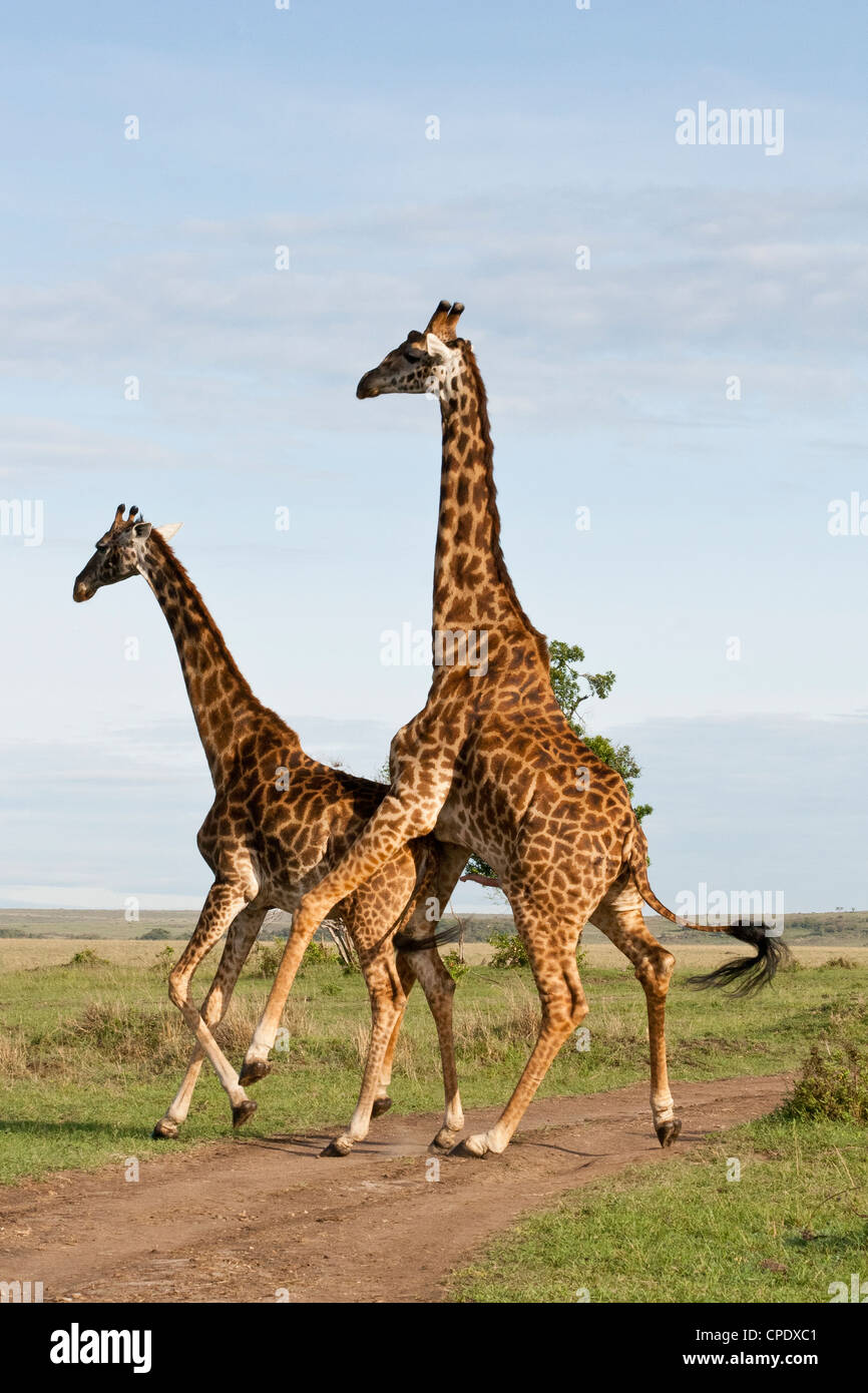 Ein paar der Masai Giraffe (Giraffa Plancius Tippelskirchi) Paarung über die Masai Mara National Reserve, Kenia, Ostafrika. Stockfoto