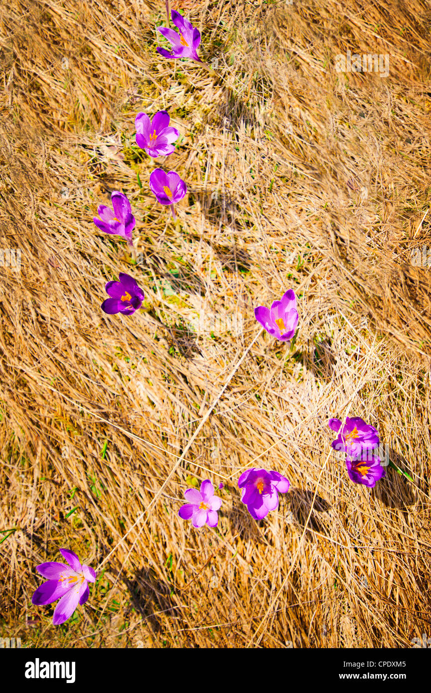 Wilde Frühling Krokusse wachsen im Tal über Heu Hintergrund Stockfoto