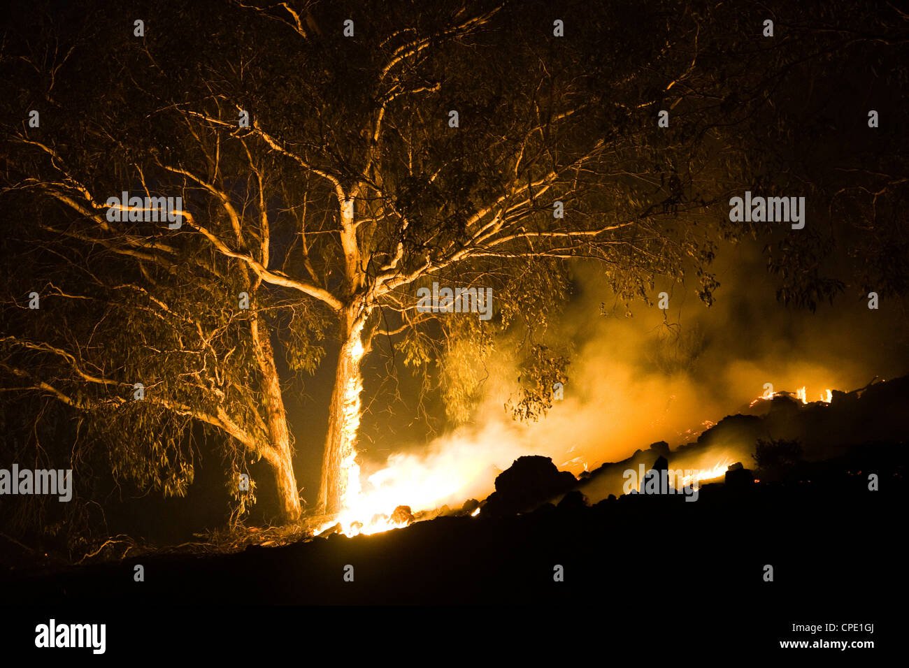 Baum auf Feuer in der Nacht Stockfoto