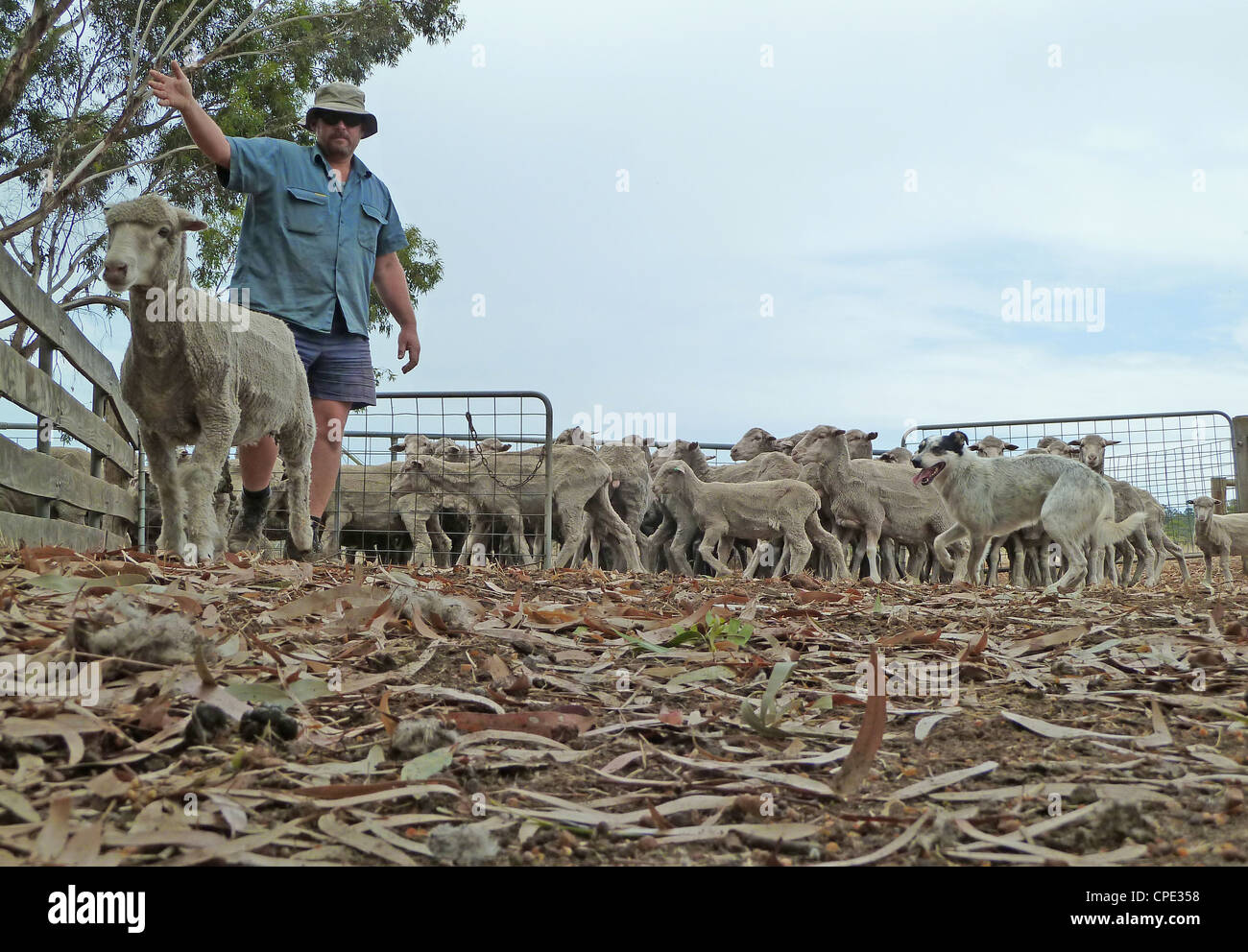 Ein Landwirt rundet Schafe in Höfen Stockfoto