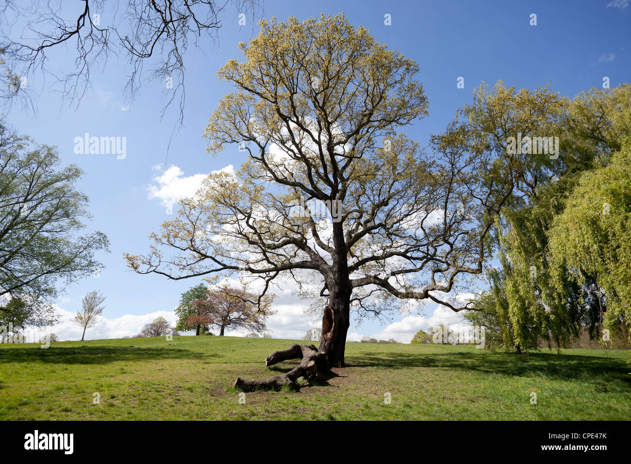 Hampstead Heath Scene, London, England, Großbritannien. Stockfoto