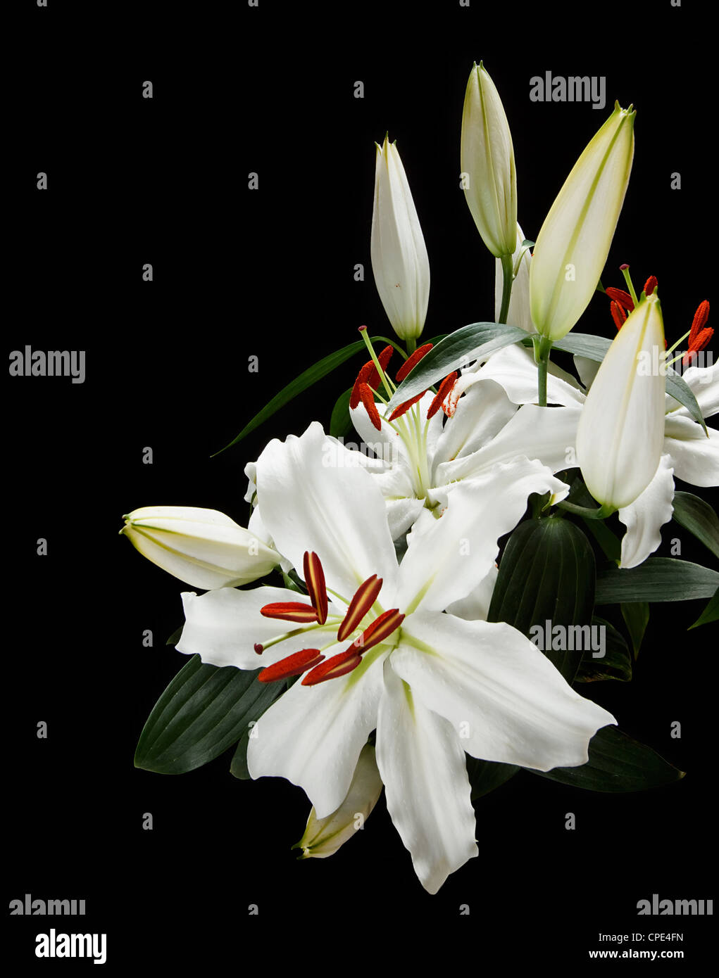 Reihe von weißen Lilien beliebt bei Hochzeiten und Beerdigungen, auf schwarzem Hintergrund isoliert Stockfoto