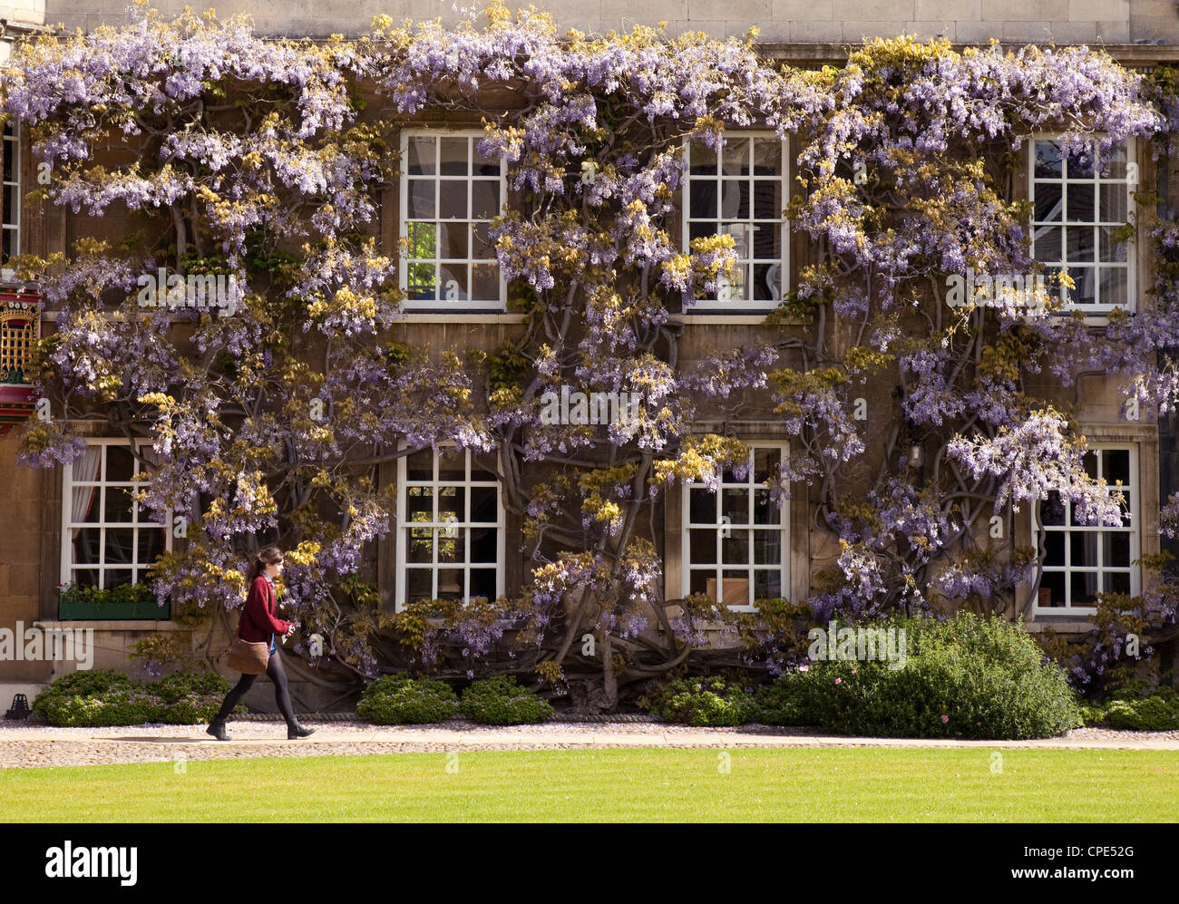 Ein Student zu Fuß in Christs College Cambridge University vor der Glyzinie im Frühjahr, UK Stockfoto
