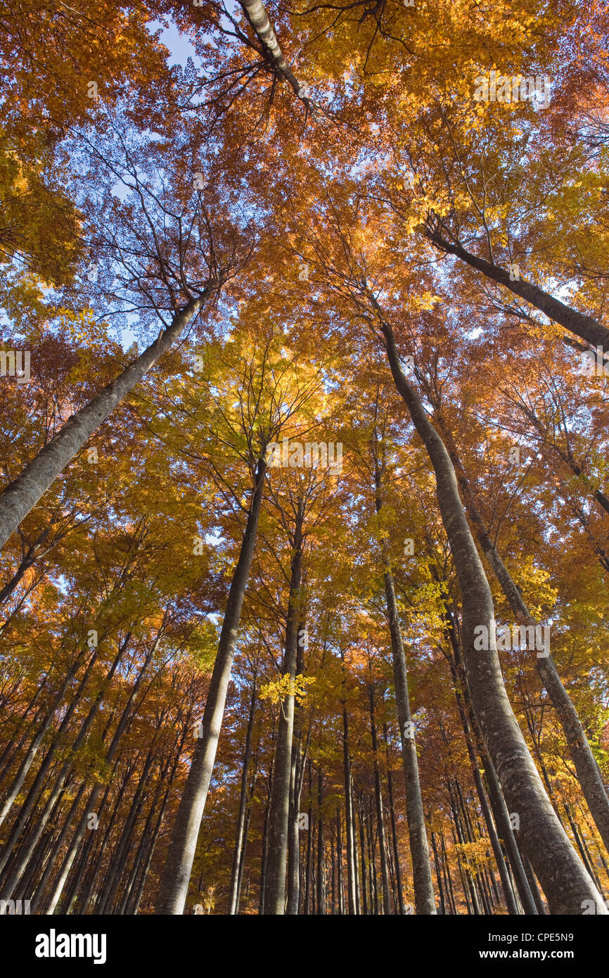 Herbstfarben in einem Buche Baum Wald in den Julischen Alpen, Goriska, Slowenien, Europa Stockfoto