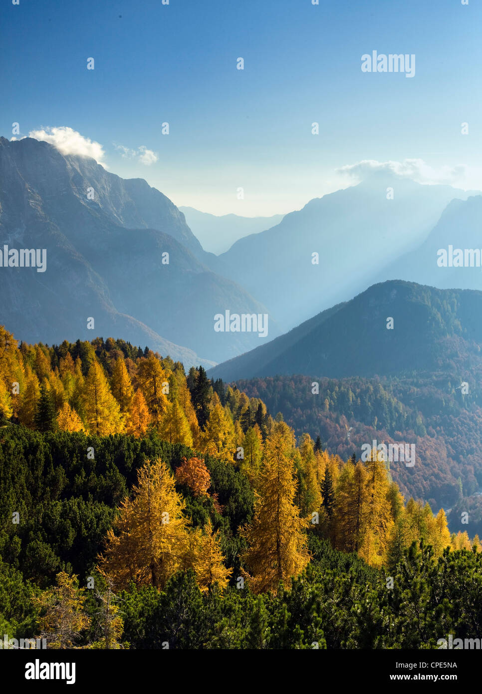 Goldene Lärchen und die Julischen Alpen von der Mangart übergeben, Goriska, Slowenien, Europa Stockfoto