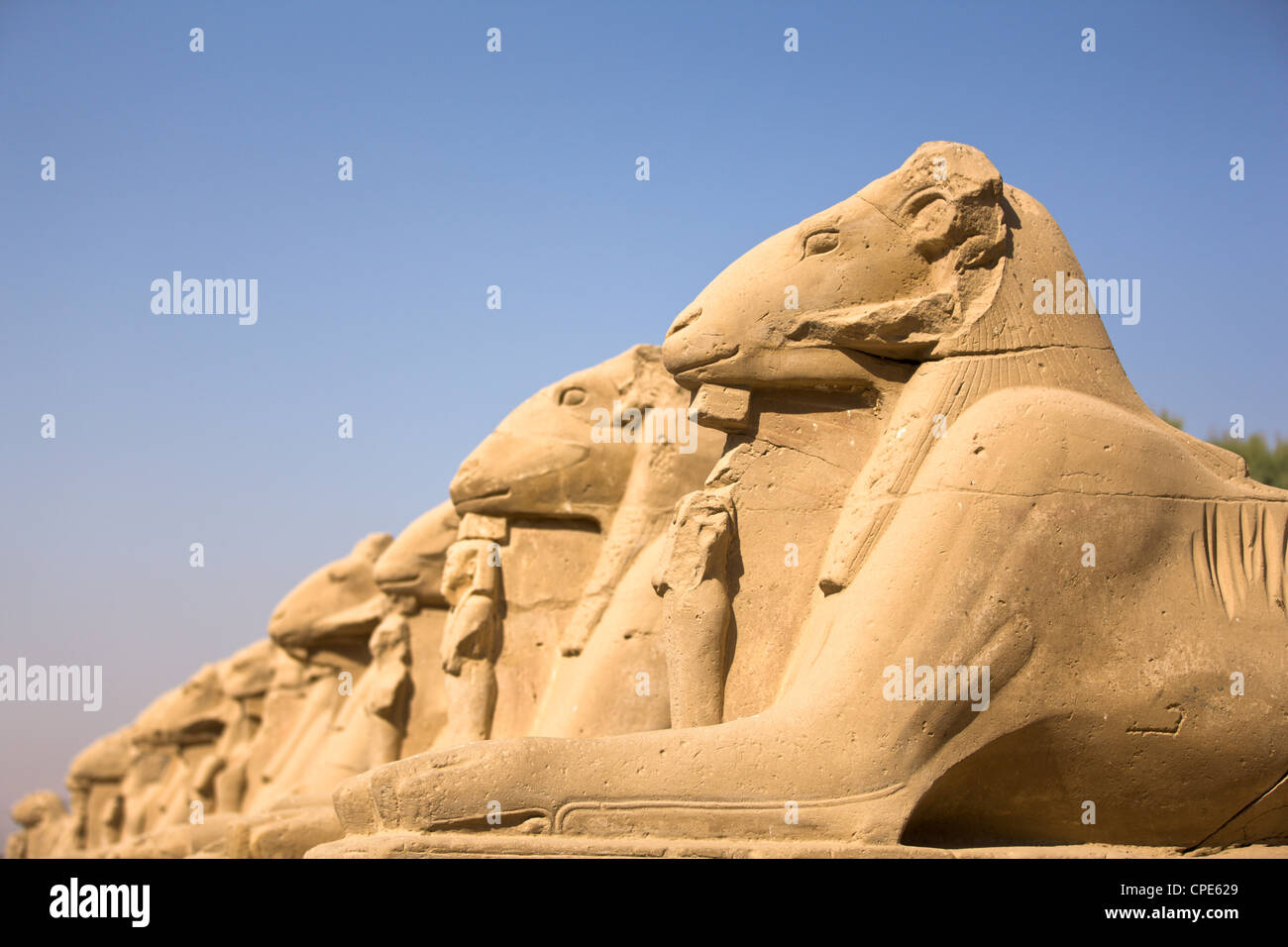 RAM unter der Leitung Sphinxen vor dem ersten Pylon im Karnak-Tempel, Karnak, Theben, UNESCO-Weltkulturerbe, Ägypten, Afrika Stockfoto