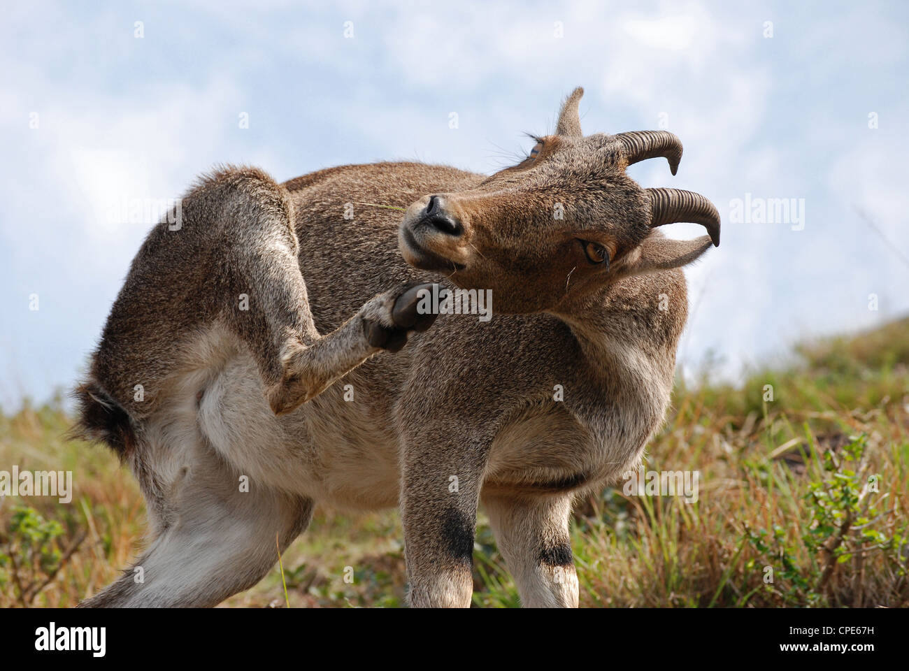 Nilgiri Tahr; eine gefährdete Spezies der Ziege am Eravikulam Nationalpark, Munnar, Kerala, Indien Stockfoto