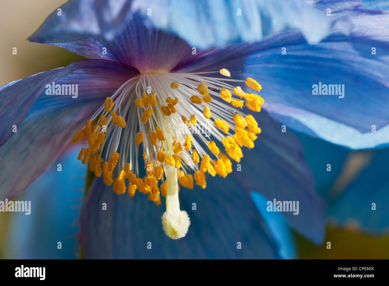 Himalaya Blaue Mohnblume blühend Mecenopsis Sheldonii Lingholm Alpenmohn Nahansicht Frühling Stockfoto