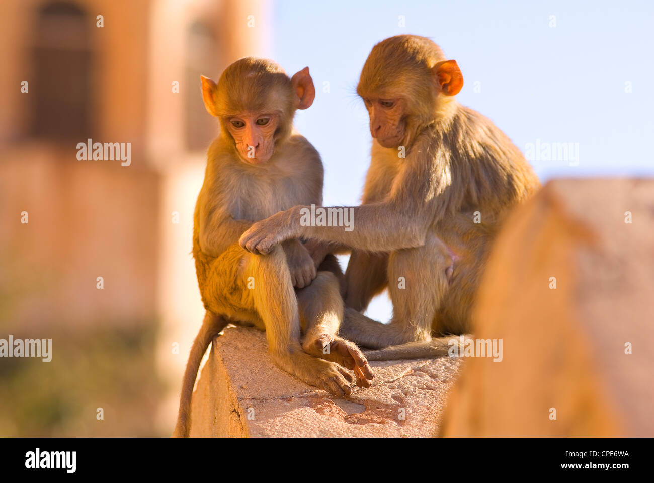 Affen im Tiger Fort, Jaipur, Rajasthan, Indien, Asien Stockfoto