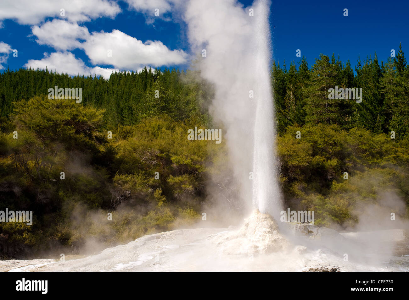 Lady Knox Geysir, Wai-O-Tapu Thermal Wonderland, North Island, Neuseeland, Pazifik Stockfoto