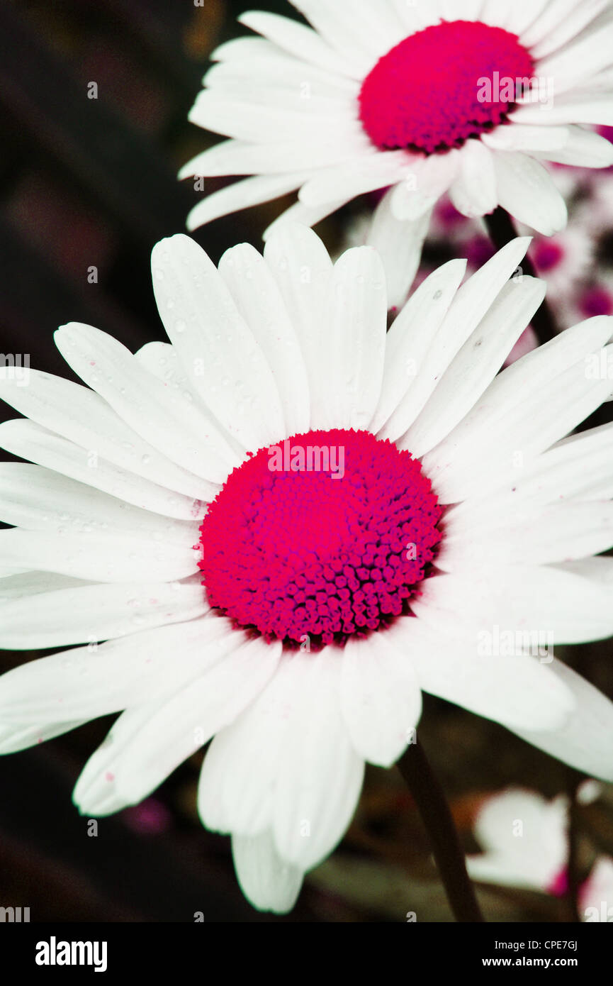 Blume, Gänseblümchen, Stockfoto