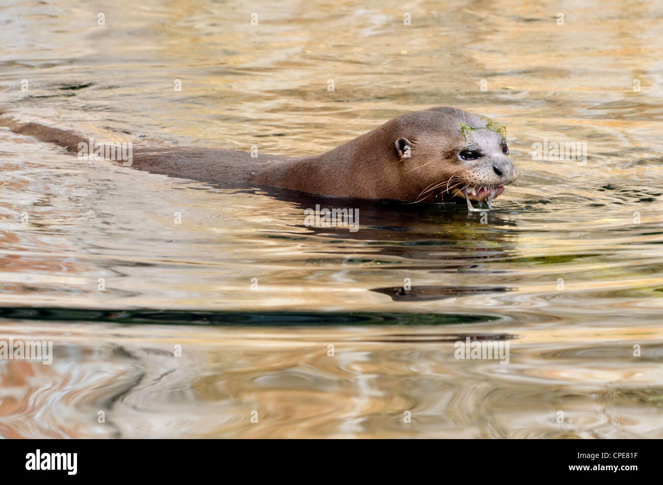 Riesenotter (Pteronura Brasiliensis) Schwimmen im Wasser Stockfoto