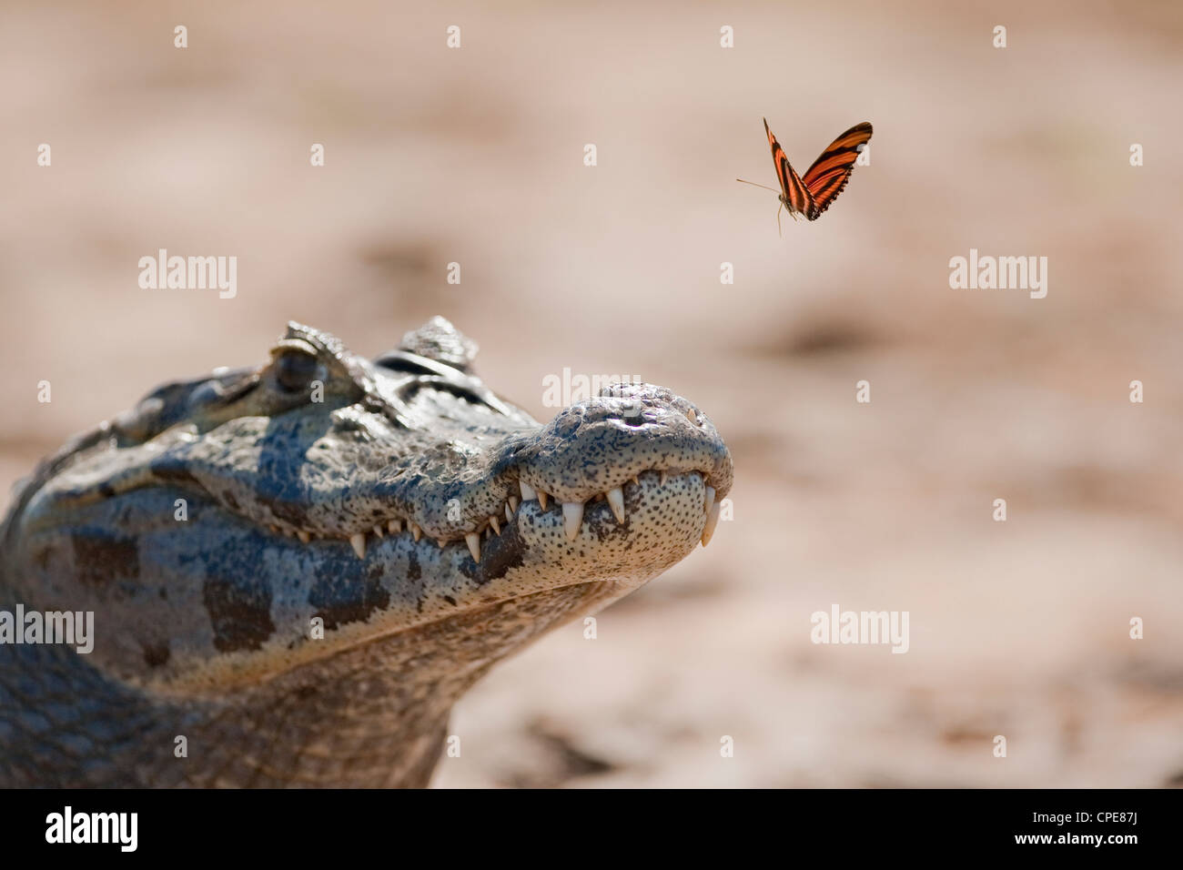 Yacare Caiman (andere Namen - paraguayischen oder südlichen Spectacled Kaiman) beobachtete eine fliegende Schmetterling gebändert Orange Heliconian Stockfoto