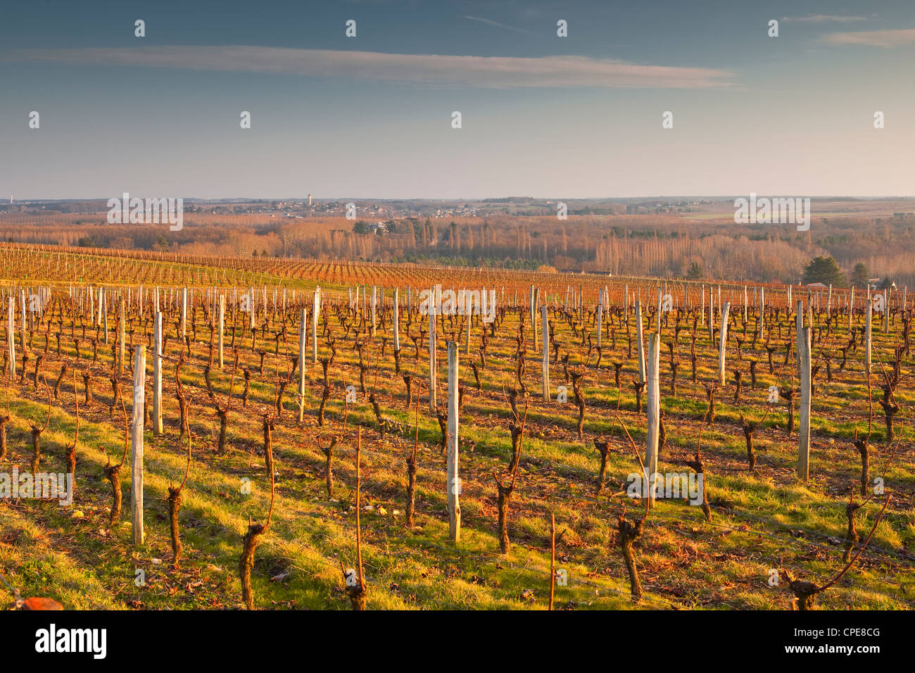 Weinberge oberhalb des Dorfes Chenonceaux, Loiretal, Frankreich, Europa Stockfoto