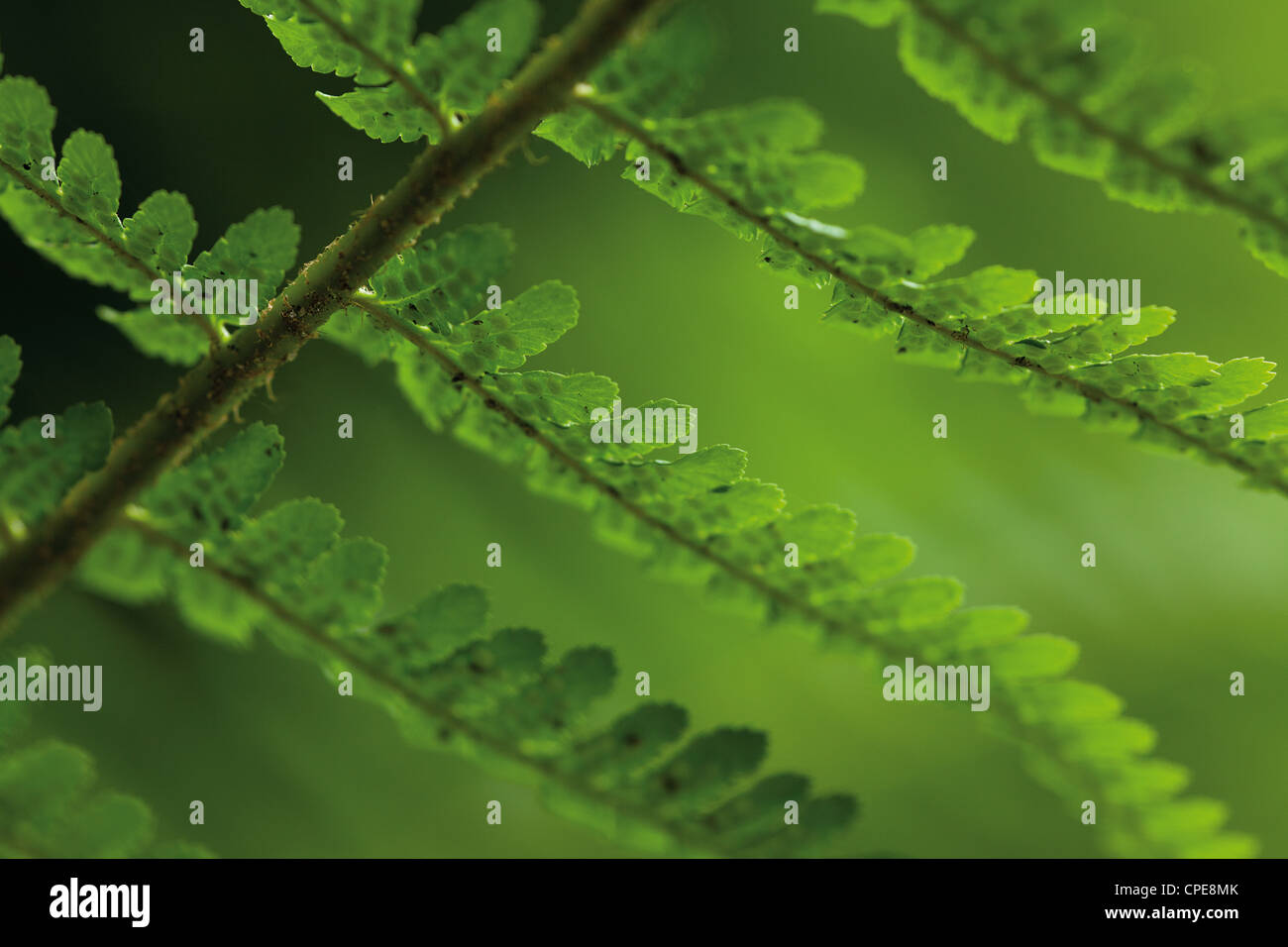 Blätter der Farn auf grüne Unschärfe Hintergrund Stockfoto