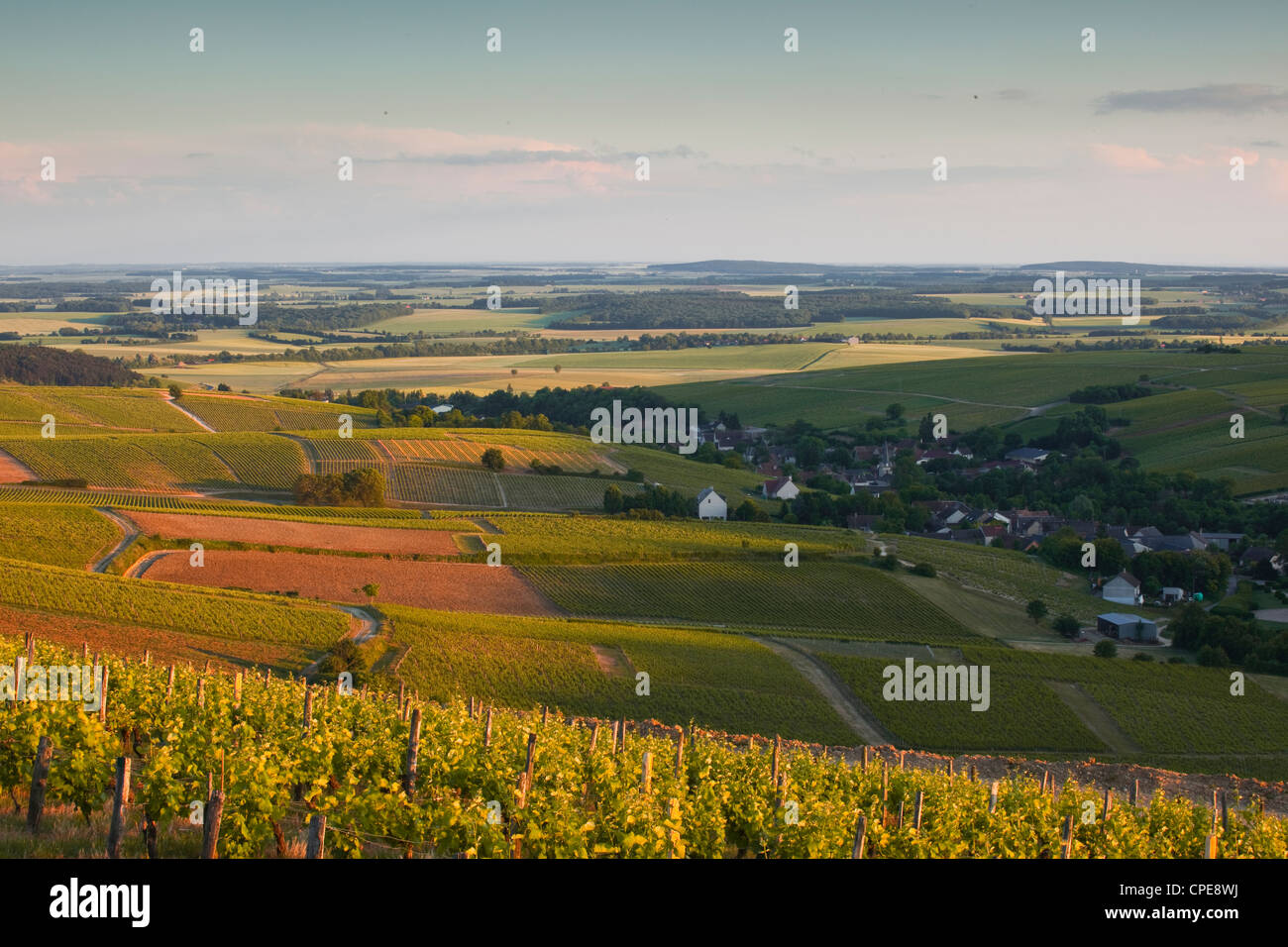 Bue, Sancerre, Cher, Loire-Tal, Centre, Frankreich, Europa Stockfoto