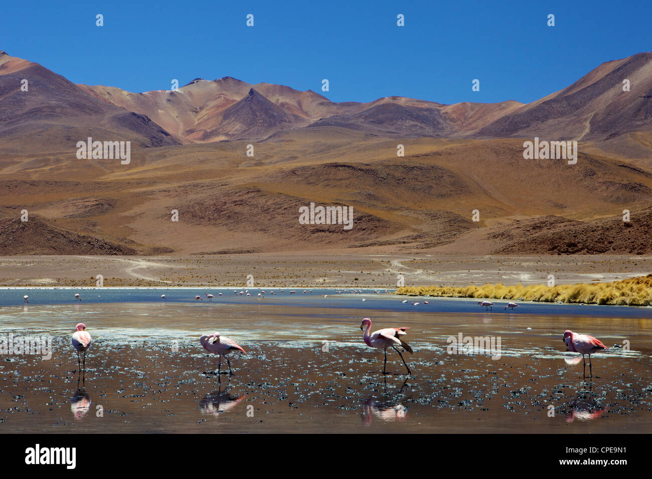 Flamingos trinken in einer Lagune, Süd-West-Bolivien, Südamerika Stockfoto