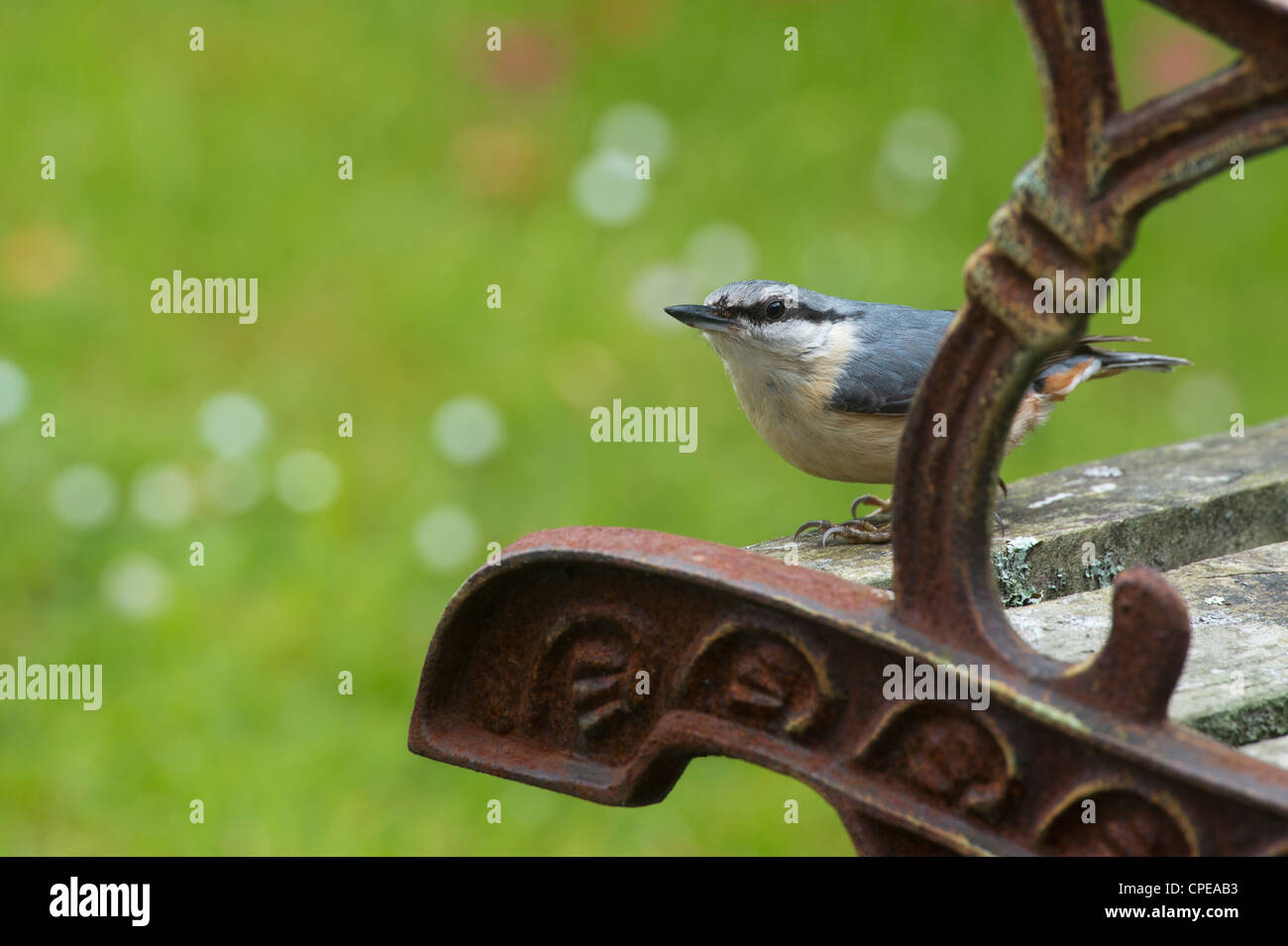 Sitta europaea. Kleiber auf einem alten Garten Sitz Stockfoto