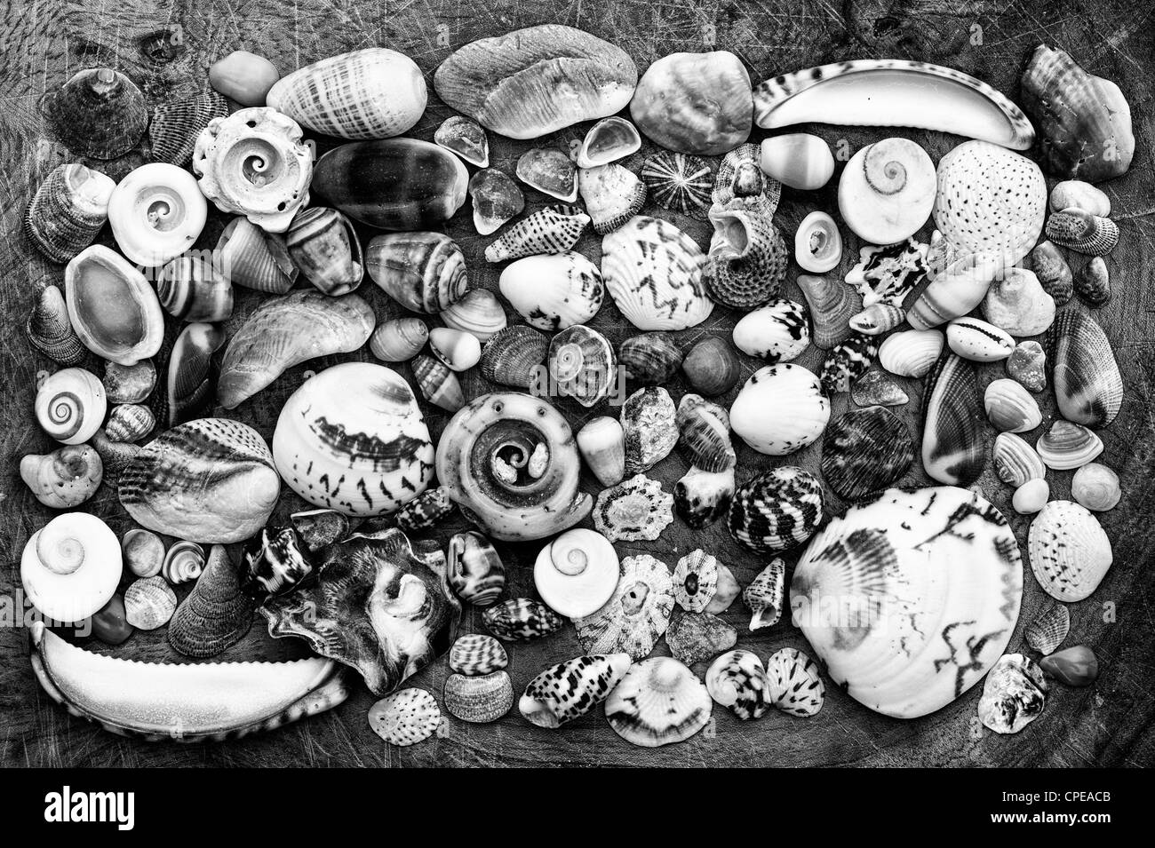 Muscheln auf einem Holzbrett-Muster. Monochrom Stockfoto