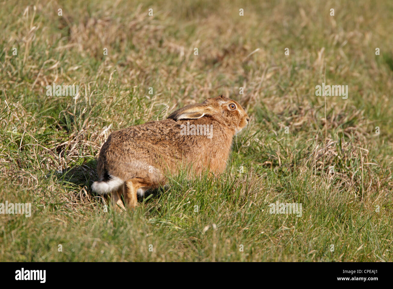 Brauner Hase in den Cotswolds gloucestershire Stockfoto