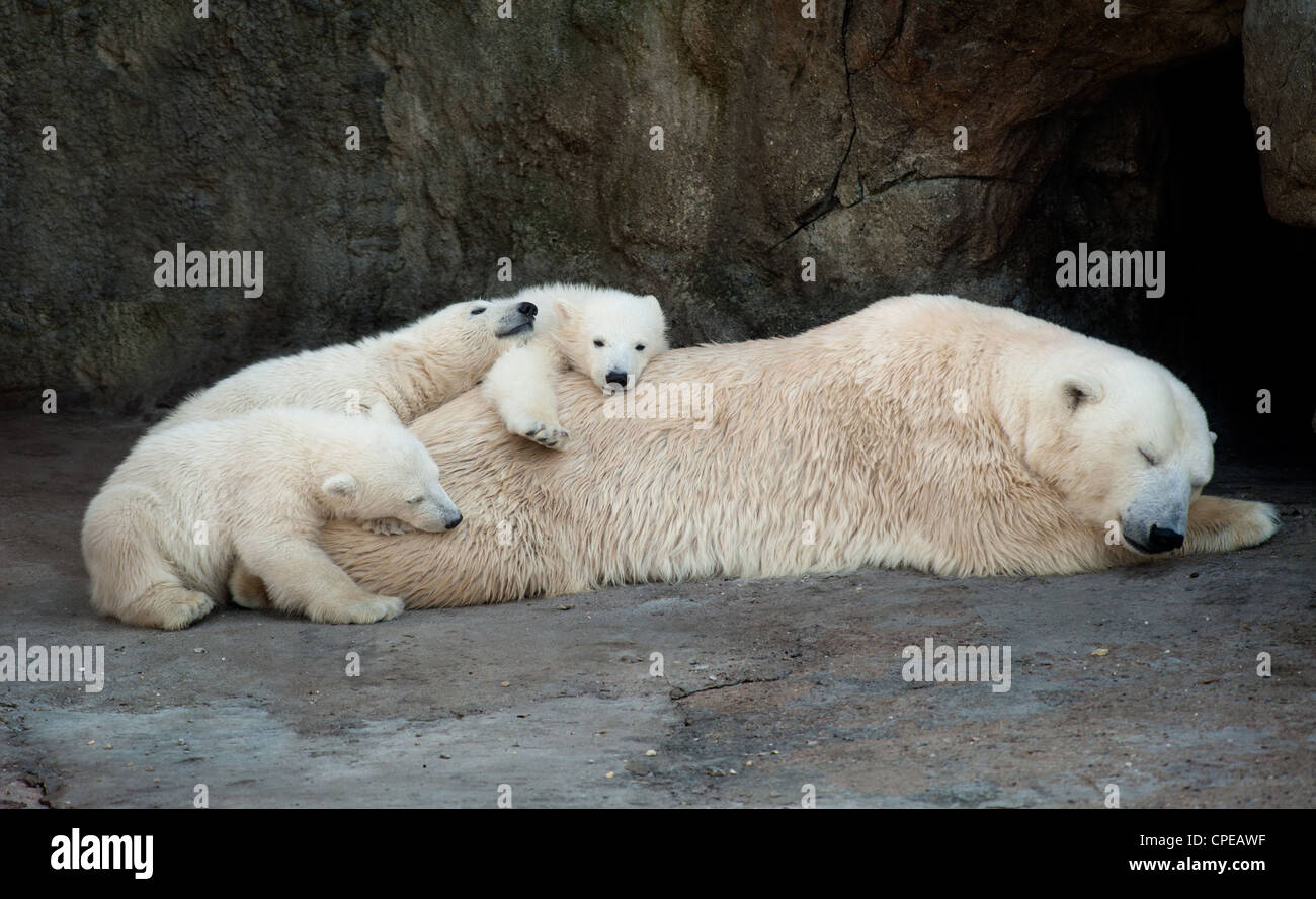 Polar Bärin erholend mit drei kleinen Bärenjungen Stockfoto