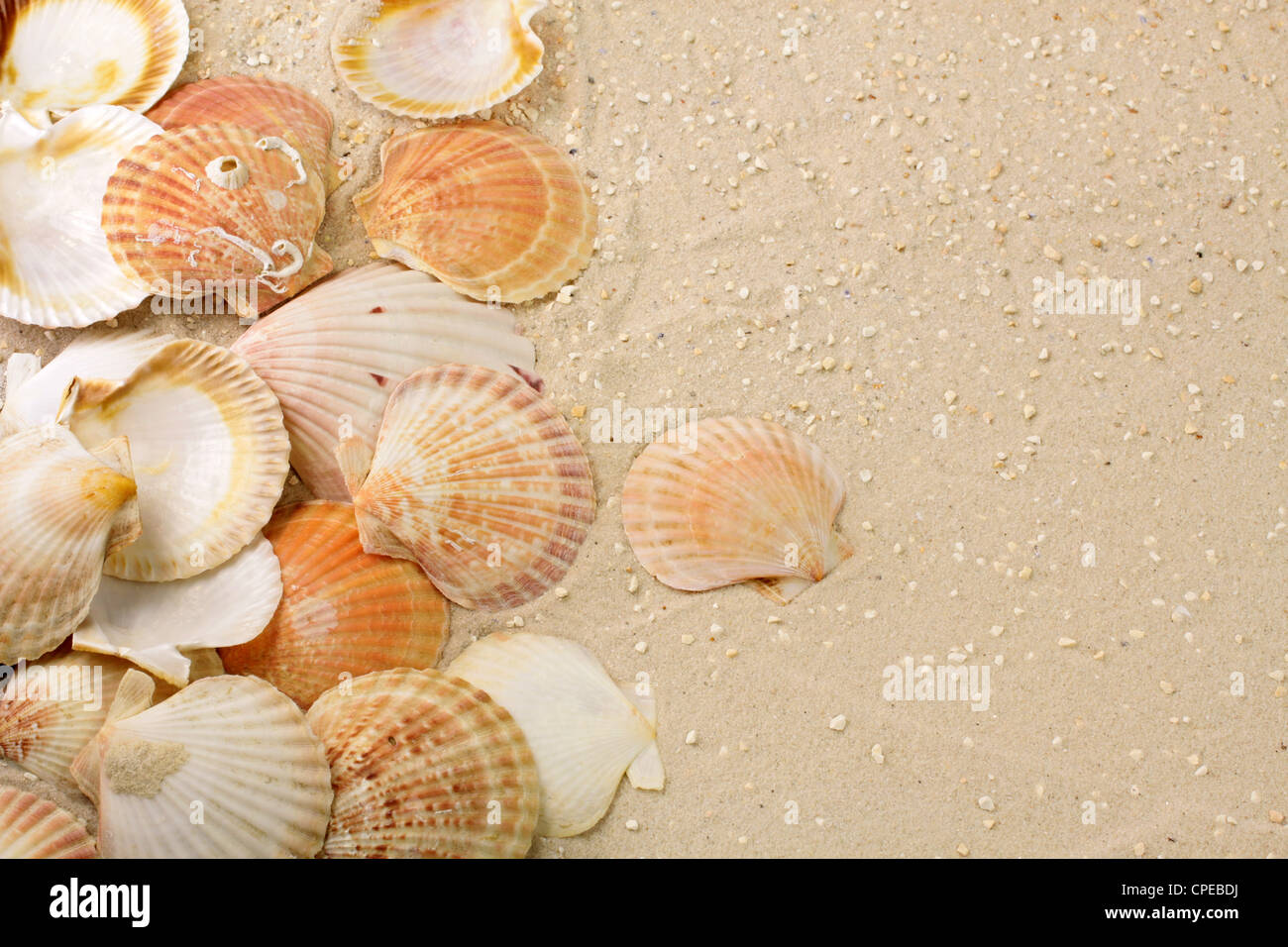 Verschiedene farbige Muscheln im Sand am Strand Stockfoto