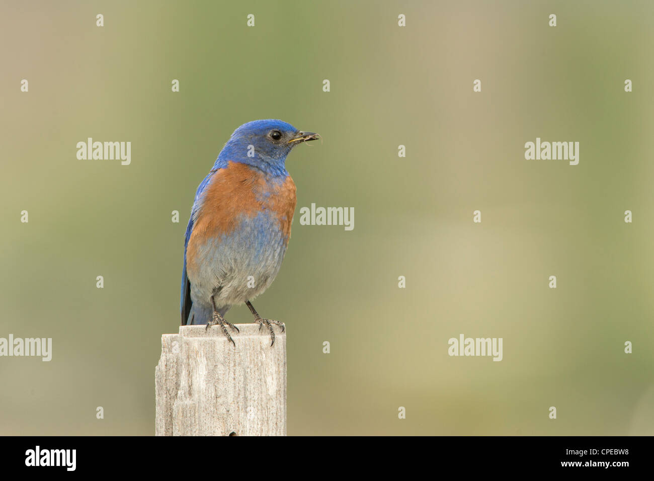 Männliche Western Bluebird mit ein Insekt im Schnabel, Missoula, Montana Stockfoto