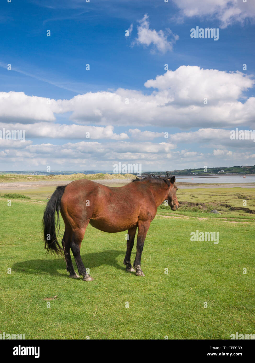 Pony in Northam Burrows Country Park, Northam, Devon, England. Stockfoto